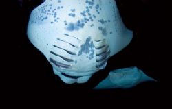 Mantas overhead by Andy Lerner 